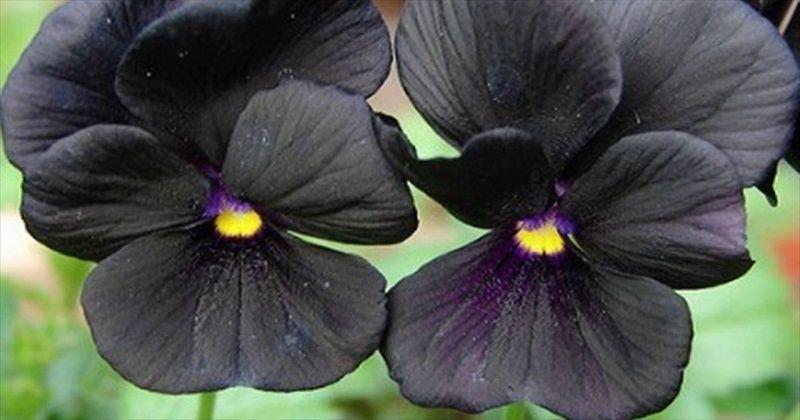 2. Black Beauty Pansy